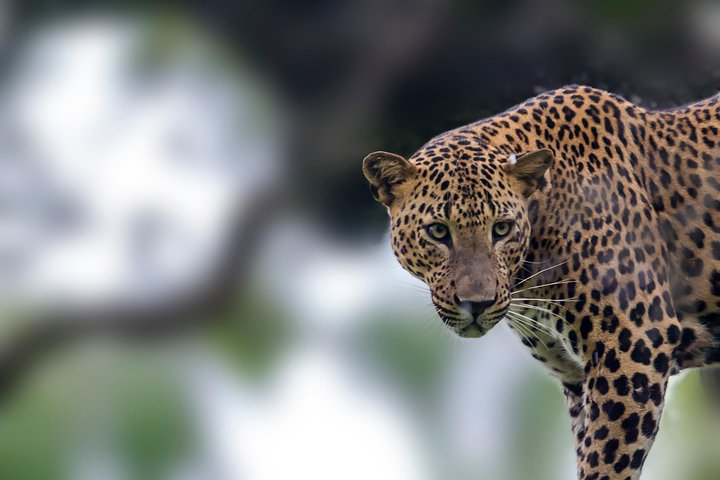 Leopards in Yala